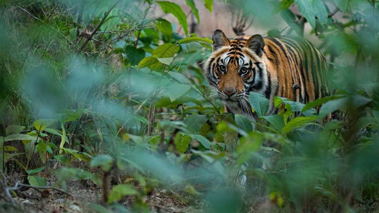 El Parque Nacional de Bandhavgarh, en la India, alberga muchas especies de plantas y animales, como este tigre.