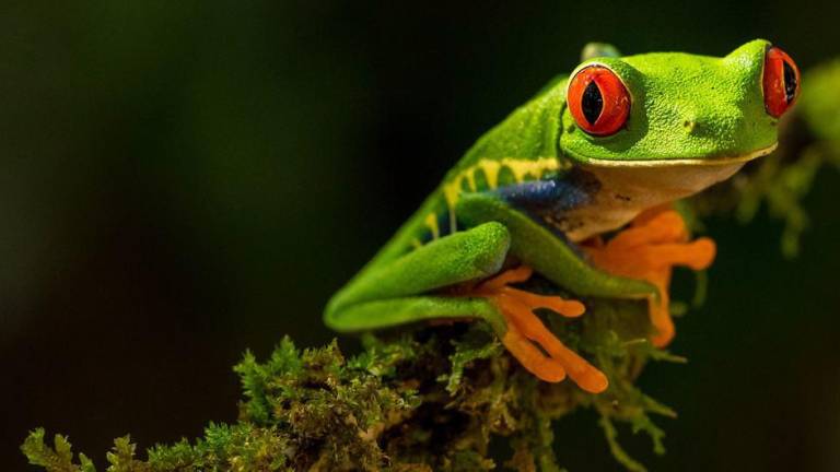 La diversidad biológica de todo el mundo se ve amenazada por los efectos del cambio climático y la falta de medidas para resolverlo.