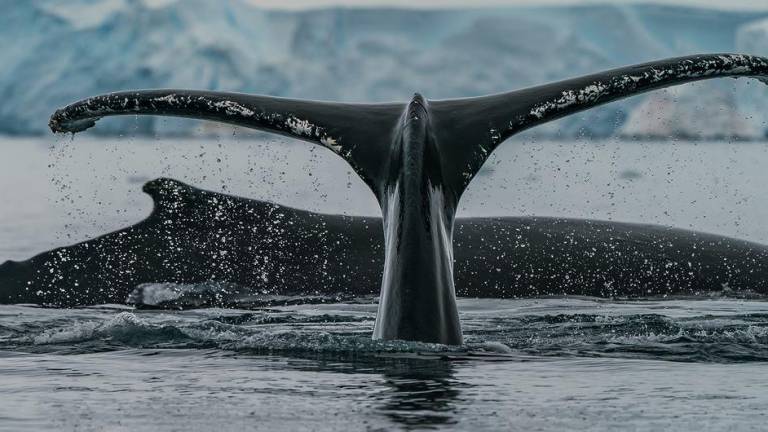 Ballenas jorobadas alimentándose en una bahía de la Antártida.