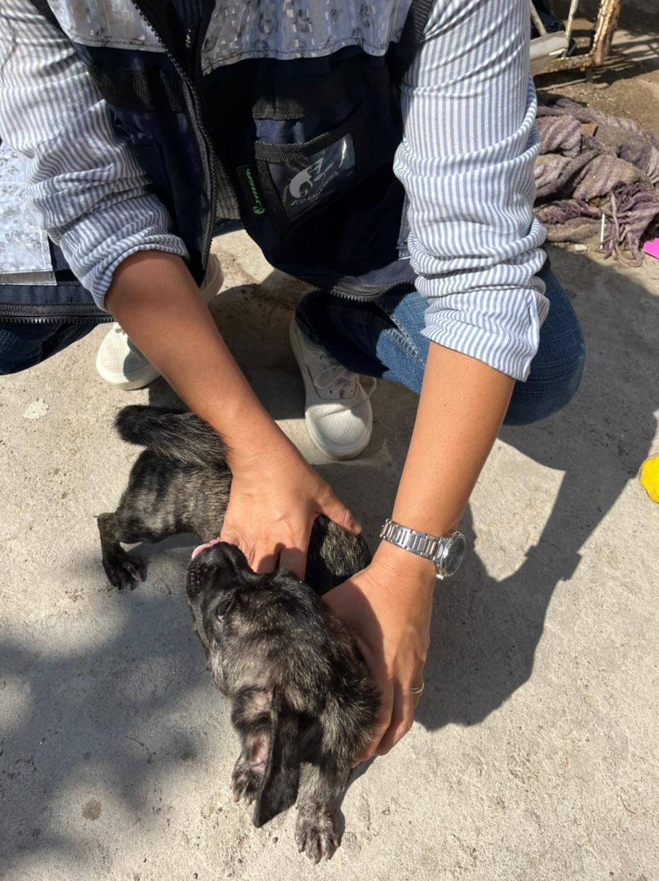 $!Rescatan a perrita en condiciones deplorables en casa de la Montuosa, en Mazatlán