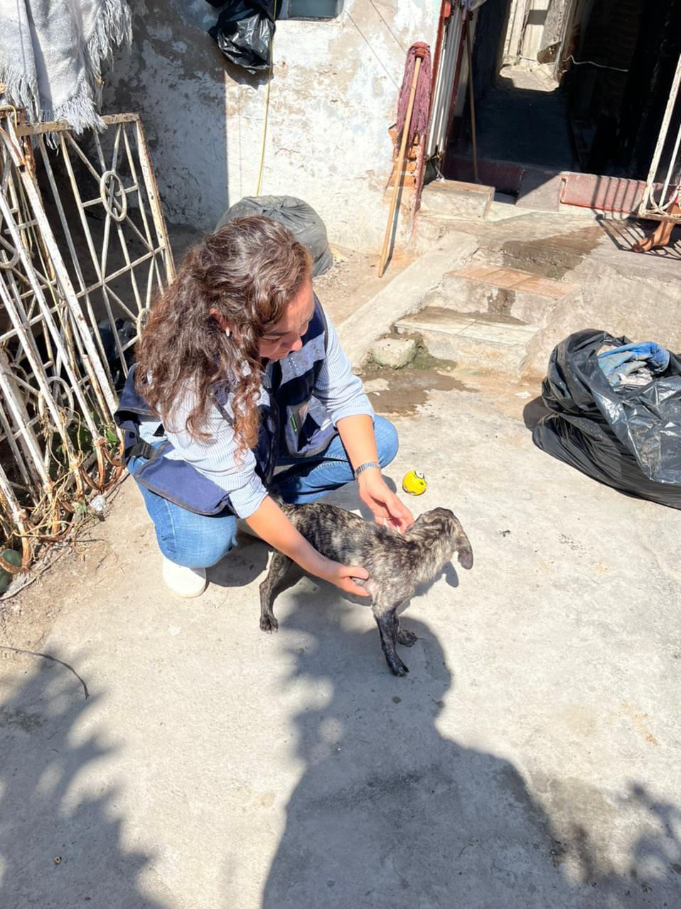 $!Rescatan a perrita en condiciones deplorables en casa de la Montuosa, en Mazatlán