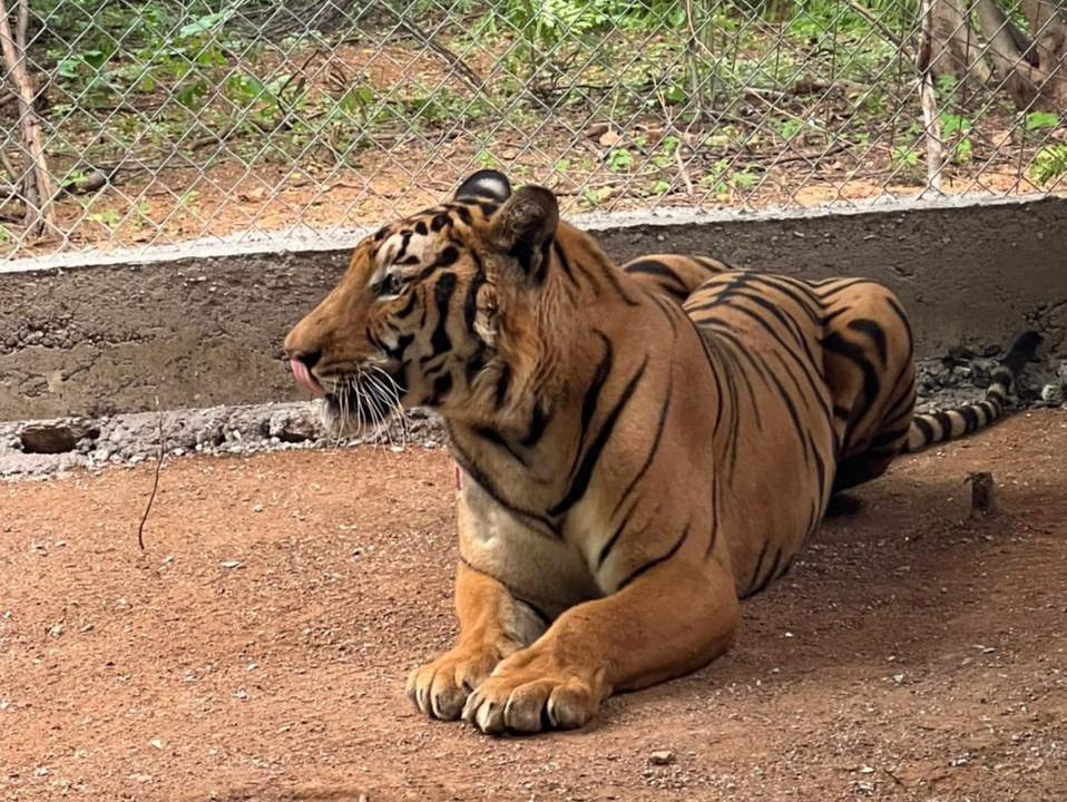 $!Trasladan al santuario Ostok a un tigre de bengala con heridas de bala