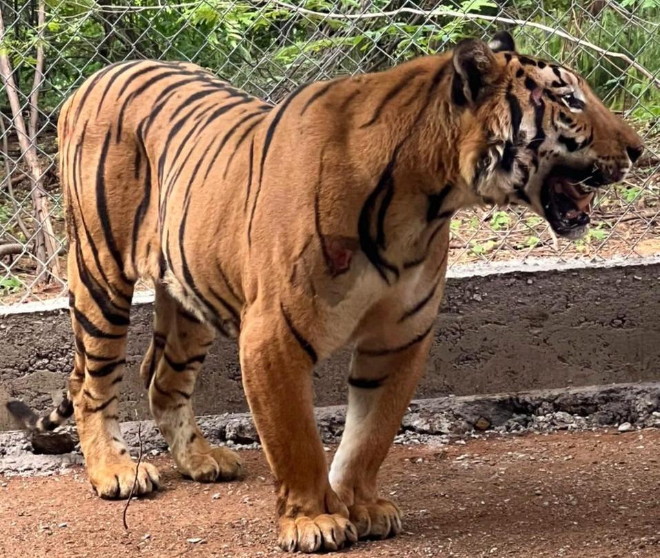 $!Trasladan al santuario Ostok a un tigre de bengala con heridas de bala