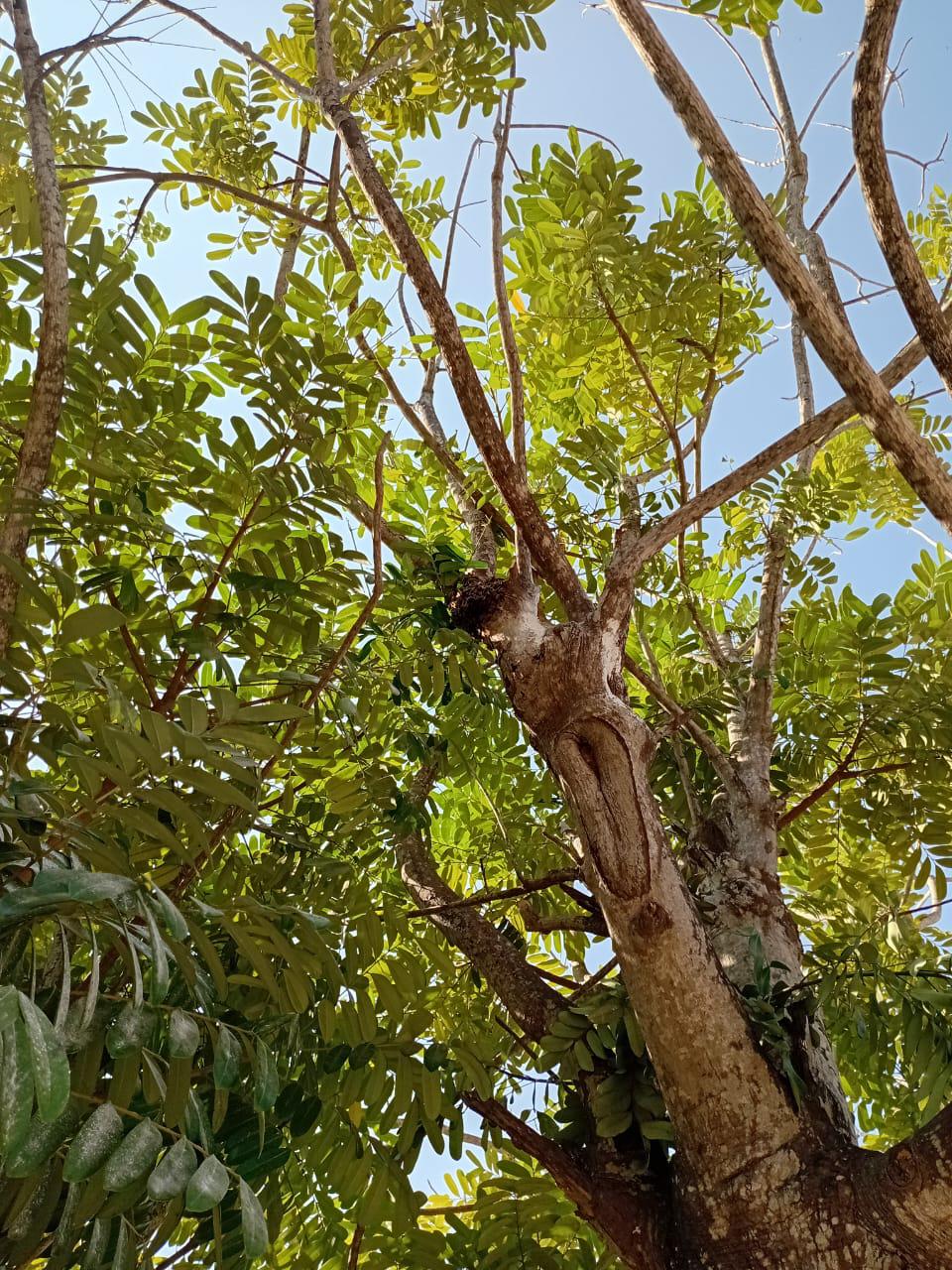 $!Alarma presencia de abejas en primaria y guardería en Escuinapa