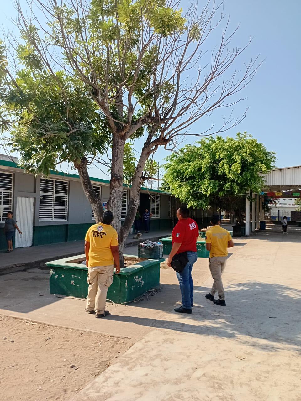 $!Alarma presencia de abejas en primaria y guardería en Escuinapa