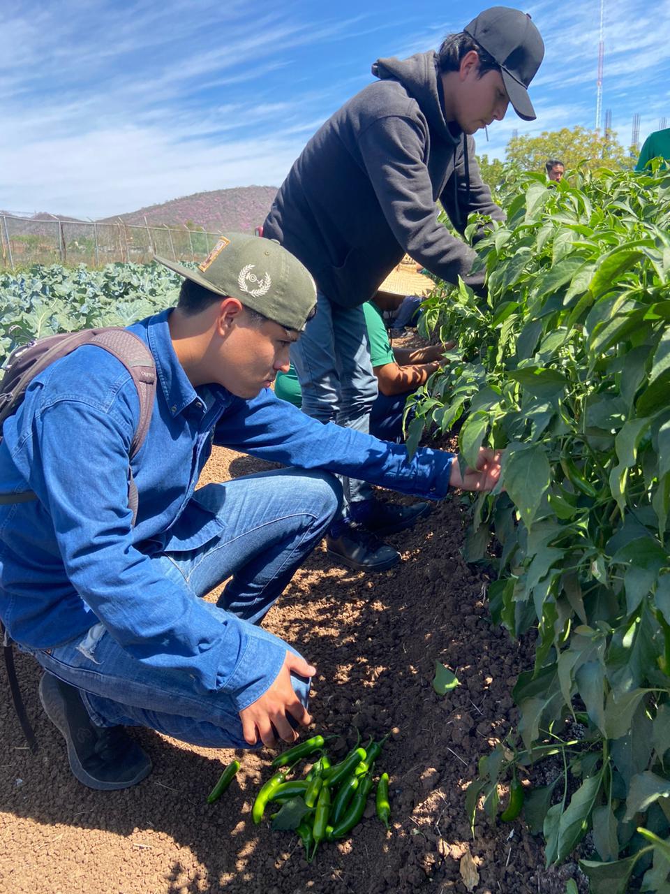 $!Estudiantes de Fruticultura ‘cosechan’ conocimientos de buenas prácticas agrícolas