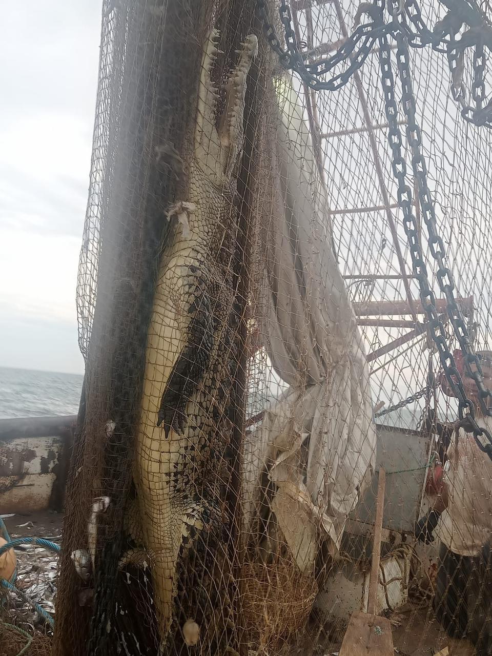 $!Captura barco pesquero un caimán frente a la playa La Tambora