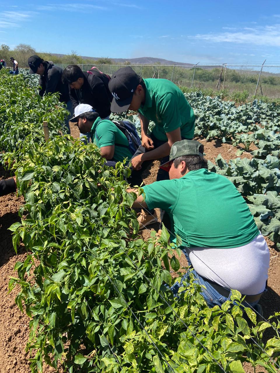 $!Estudiantes de Fruticultura ‘cosechan’ conocimientos de buenas prácticas agrícolas