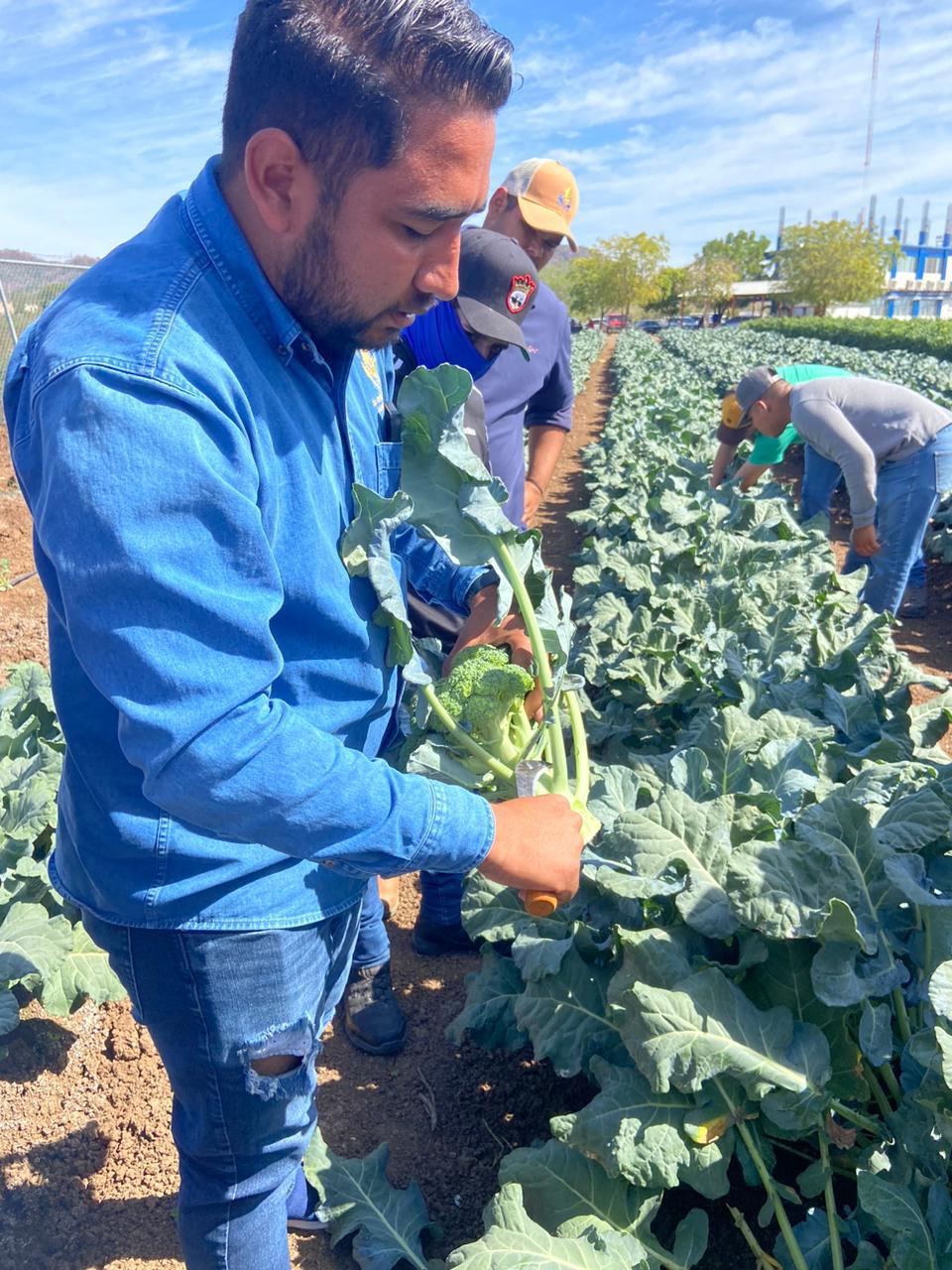 $!Estudiantes de Fruticultura ‘cosechan’ conocimientos de buenas prácticas agrícolas