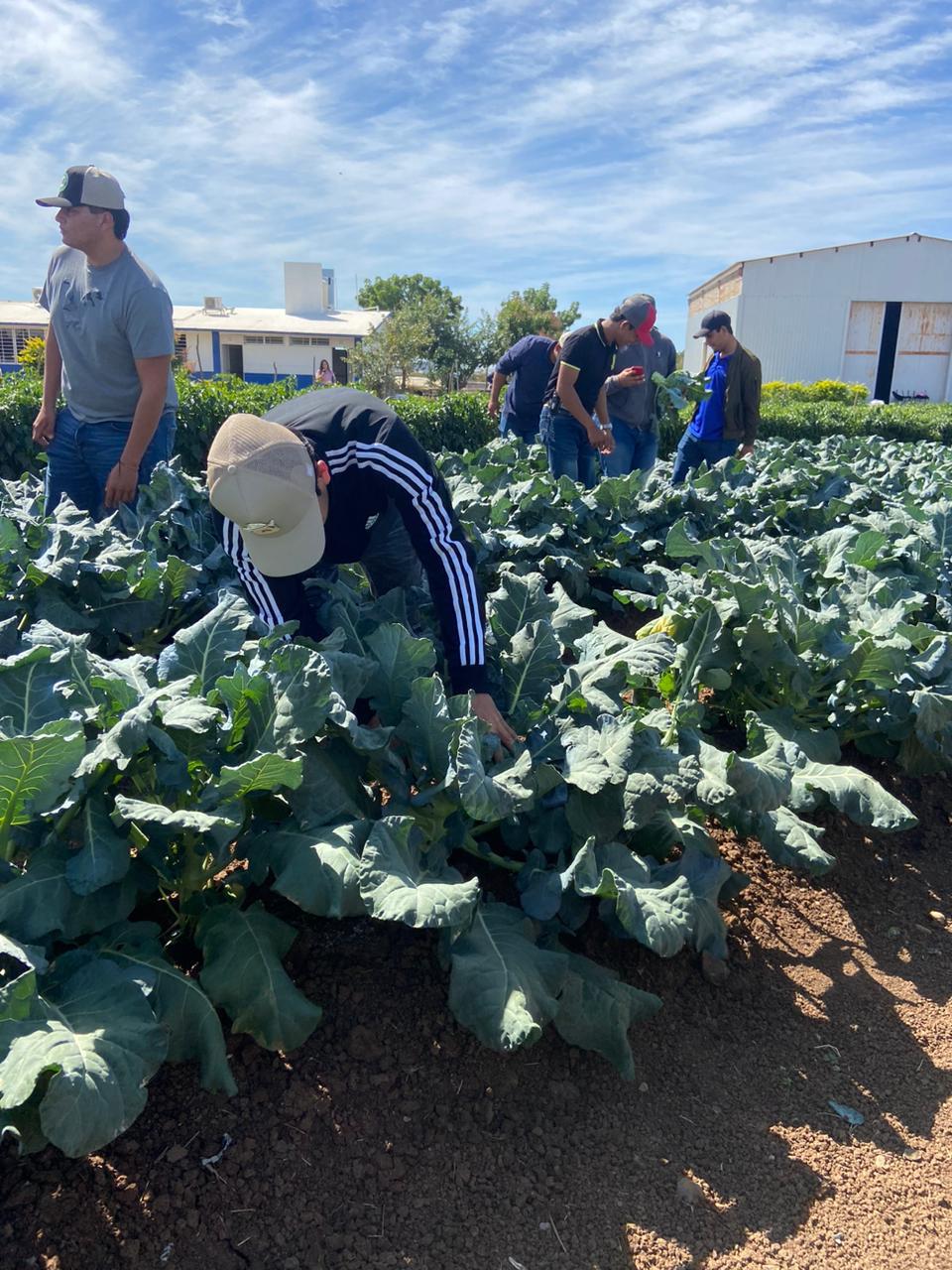 $!Estudiantes de Fruticultura ‘cosechan’ conocimientos de buenas prácticas agrícolas