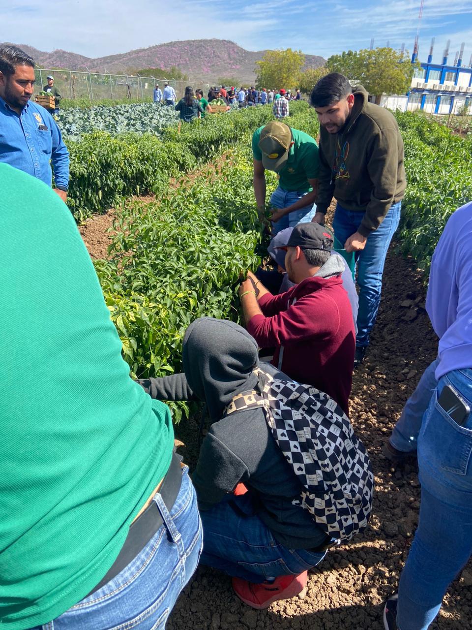 $!Estudiantes de Fruticultura ‘cosechan’ conocimientos de buenas prácticas agrícolas