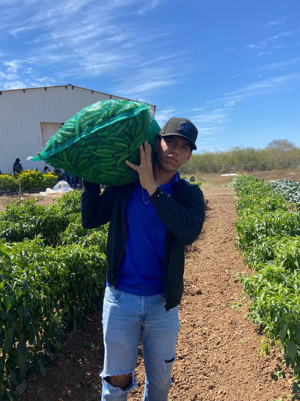 $!Estudiantes de Fruticultura ‘cosechan’ conocimientos de buenas prácticas agrícolas