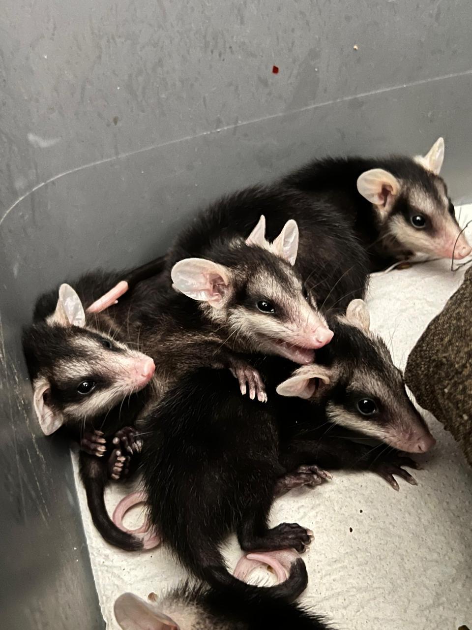 $!Rehabilita Hospital de la Fauna del Gran Acuario Mazatlán a especies en riesgo