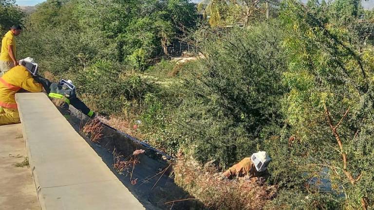 Personal de Bomberos de Escuinapa y Protección Civil iniciaron labores para mover el panal.