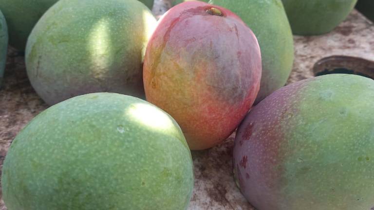 Con precios bajos, productores de mango inician la temporada en Escuinapa