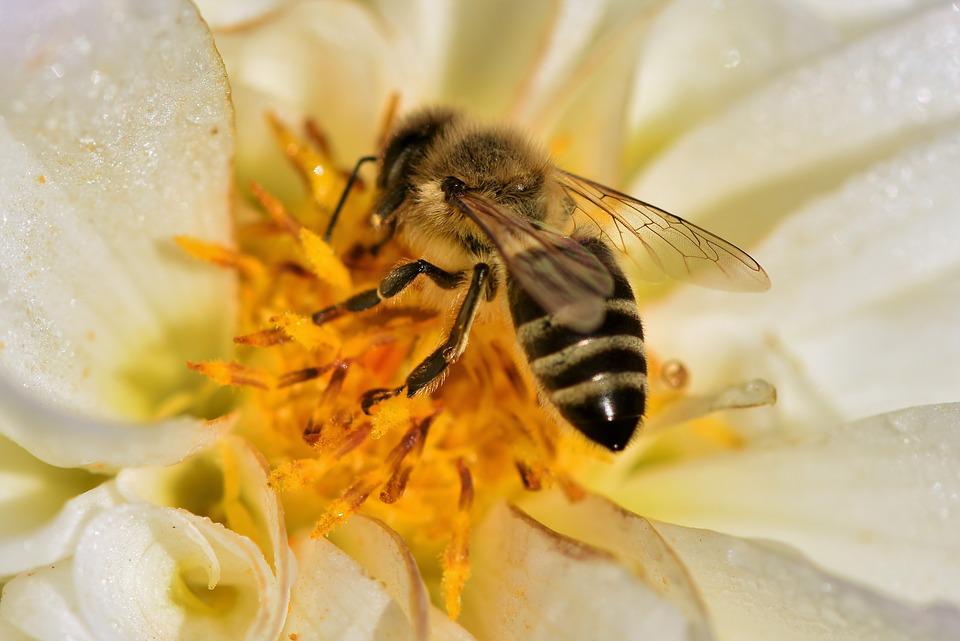 $!Mazatlán protege y rescata a las abejas; llaman a no hacerles daño