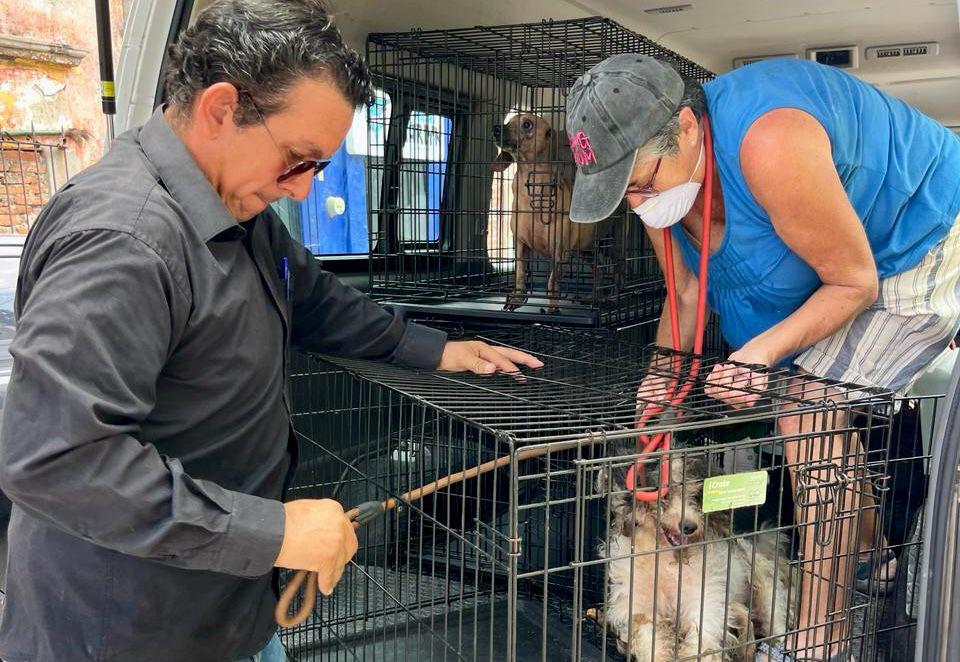 $!Rescatan a 27 perros de abandono y crueldad animal en el Centro de Mazatlán