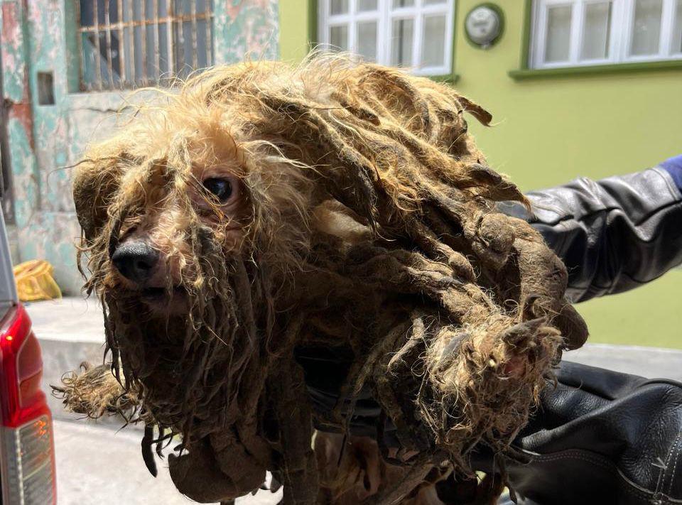 $!Rescatan a 27 perros de abandono y crueldad animal en el Centro de Mazatlán