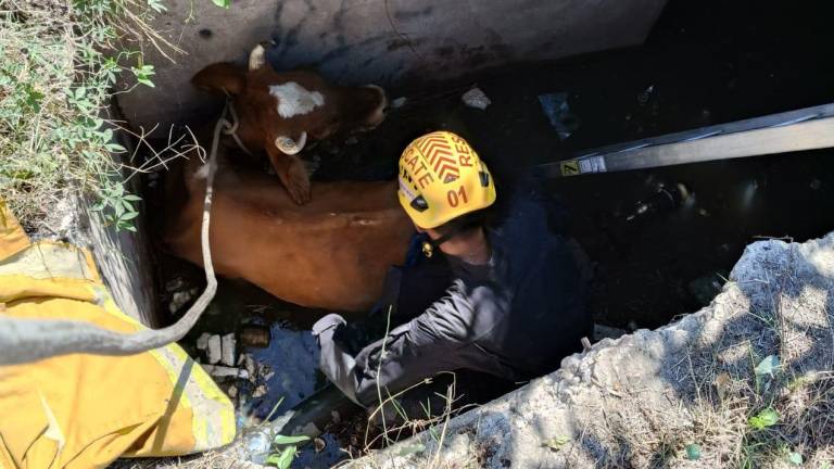 Elementos de Bomberos Veteranos de Mazatlán rescatan una vaca dentro de una fosa.