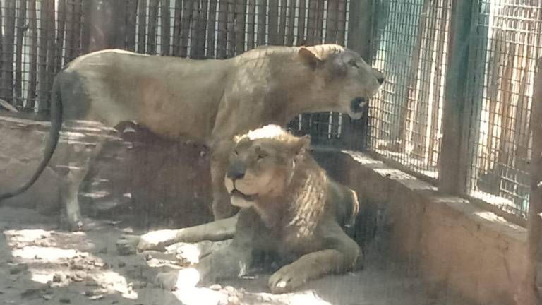 Leones que han encontrado en el Zoológico de Culiacán un refugio en el que se espera su recuperación.