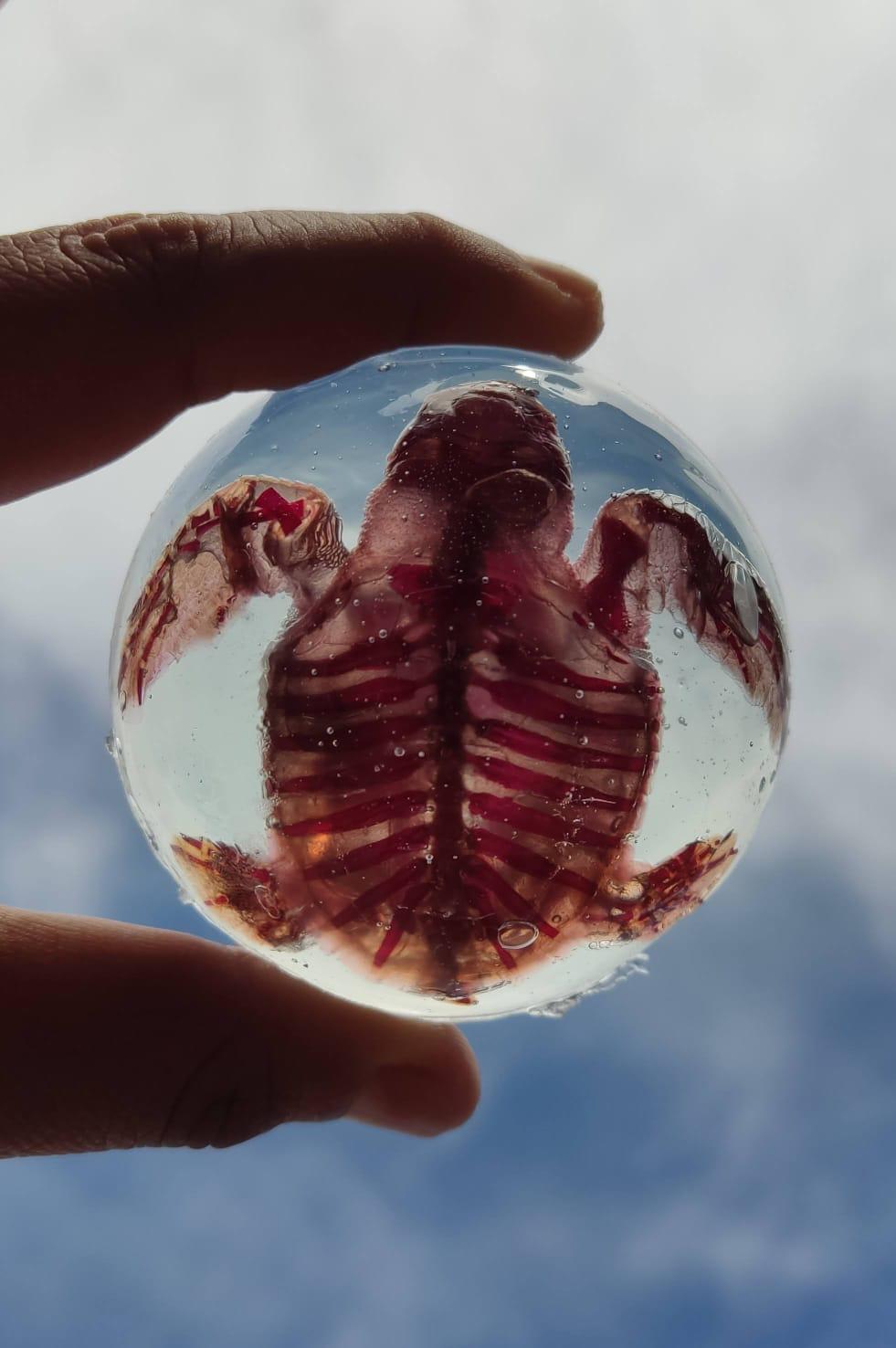 $!Alumna de la UAS consigue método para transparentar órganos y piel de tortugas marinas embrionarias