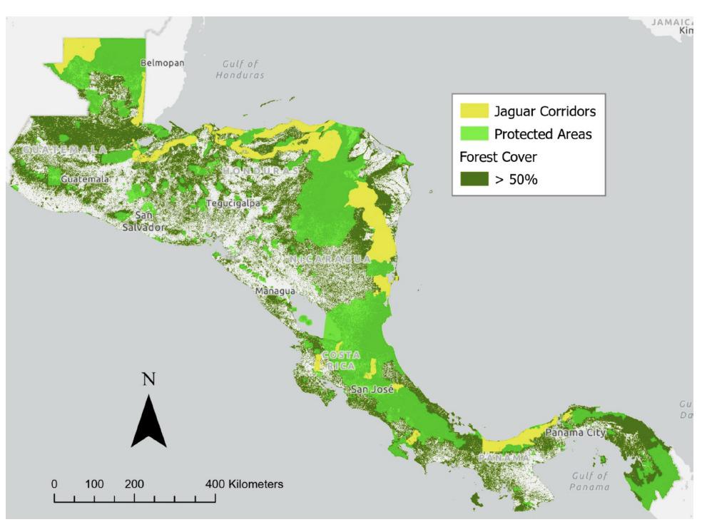 $!El Corredor Biológico Mesoamericano (CBM) y los corredores definidos por la Iniciativa del Corredor Jaguar forman un mosaico de áreas de conservación a lo largo del área de estudio. Las áreas con bosque se muestran como aquellas con una cobertura superior al 50% en el año 2000 (Hansen et al., 2013). Amarillo: corredores del jaguar. Verde claro: Áreas protegidas. Verde oscuro: Cobertura forestal superior al 50%.