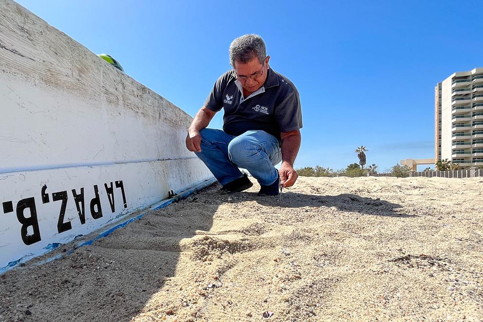 $!Guillermo Méndez, pescador y miembro del proyecto de restauración de la comunidad de El Manglito, muestra con una llave cómo es el proceso de siembra de callos de hacha.