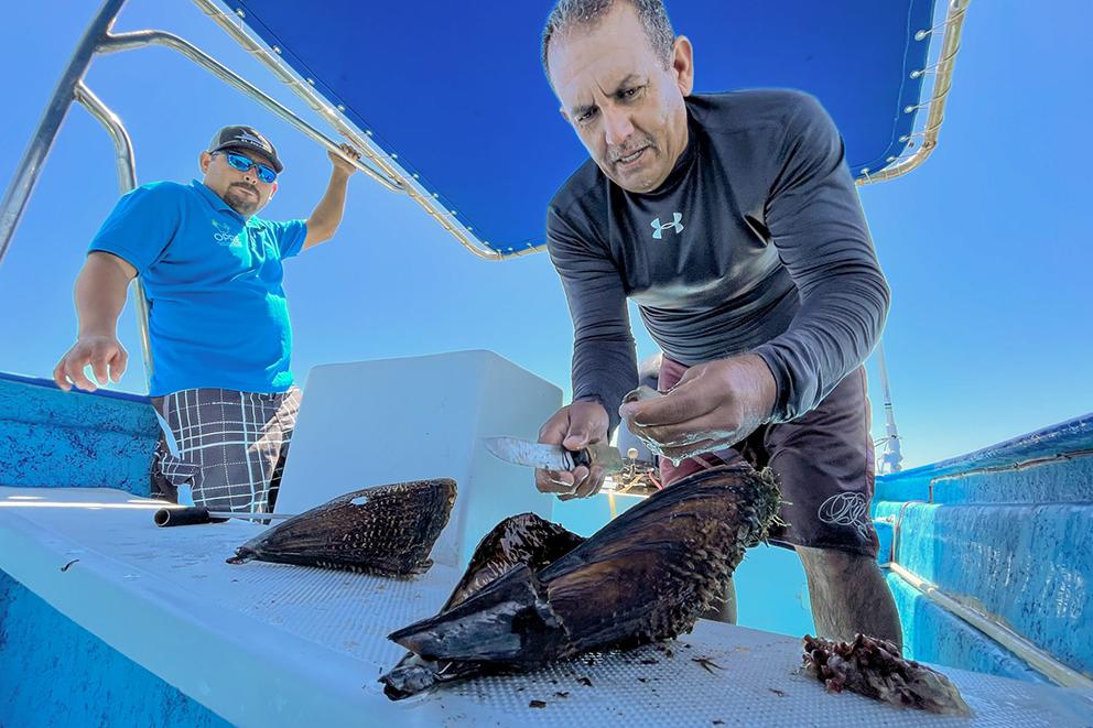 $!Hubert Méndez extrae un callo de su caparazón. Luego de cuatro años de trabajos de restauración, la población de esta especie rondaba los cuatro millones.