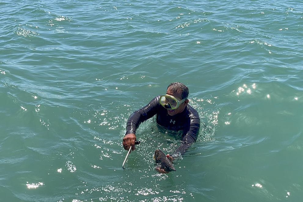 $!Pescadores de Baja California Sur salvan al callo de hacha del colapso