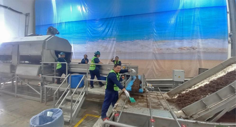 $!Trabajadores en Quintana Roo procesan sargazo en biofertilizante.